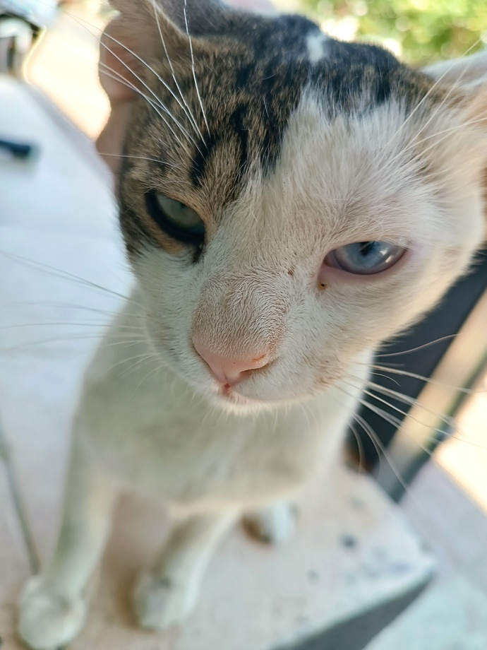 Marketten mama çalan bir kedi yakalasanız ne yaparsınız 🐱?