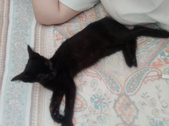 Kedi odama girmiş uyuyor napmaliyimm?