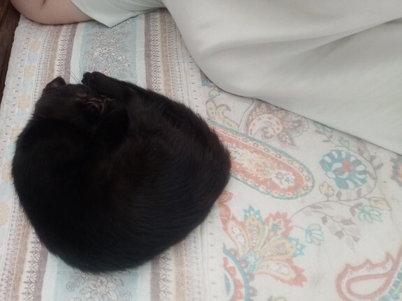 Kedi odama girmiş uyuyor napmaliyimm?
