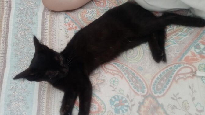 Kedi odama girmiş uyuyor napmaliyimm?