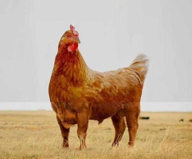 Genetiği oynanmış besinleri tüketiyoruz peki bunun sonu ne olacak?