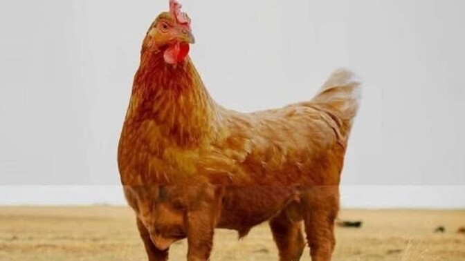 Genetiği oynanmış besinleri tüketiyoruz peki bunun sonu ne olacak?
