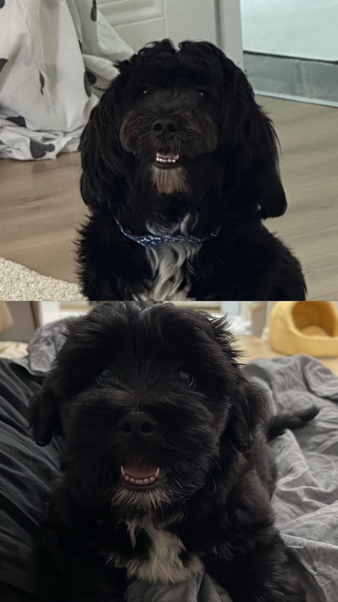 Köpek mi Kedi mi?
