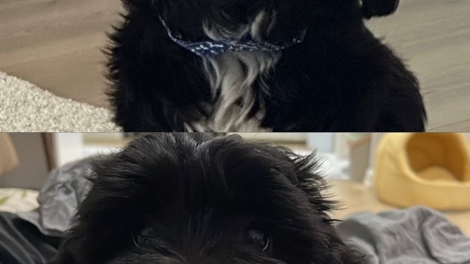 Köpek mi Kedi mi?