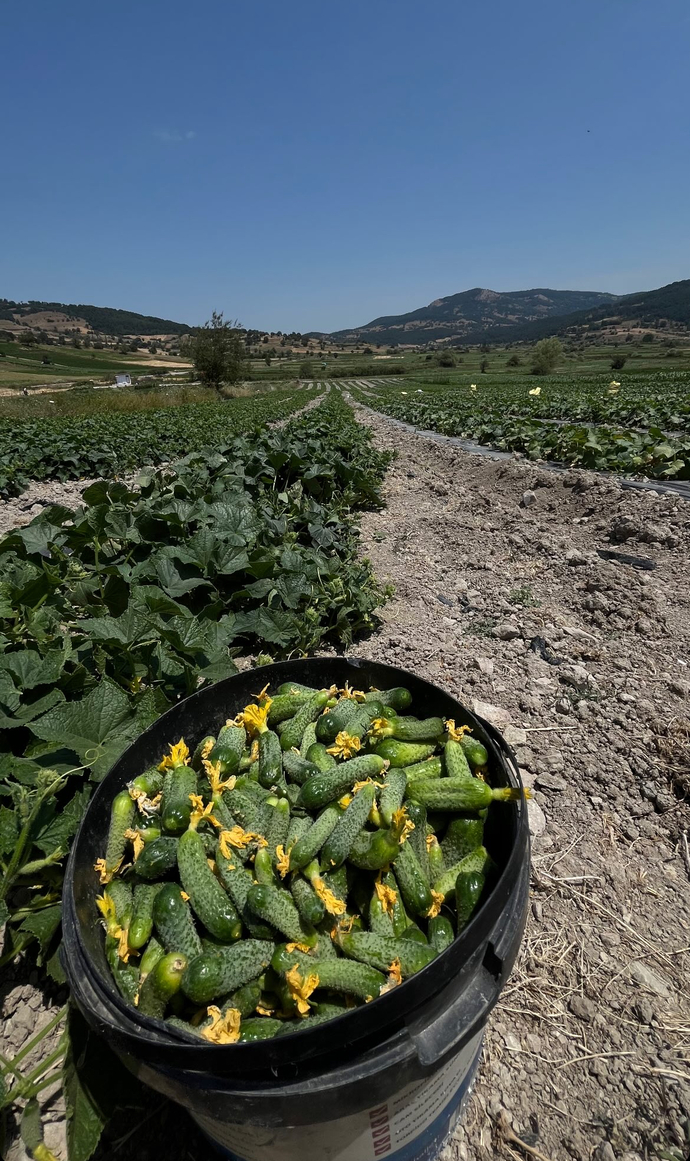 Kornişon turşusu 🥒 sever misiniz?