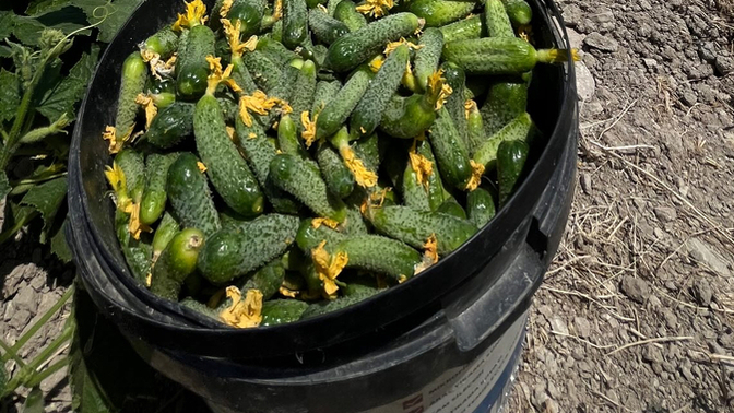 Kornişon turşusu 🥒 sever misiniz?