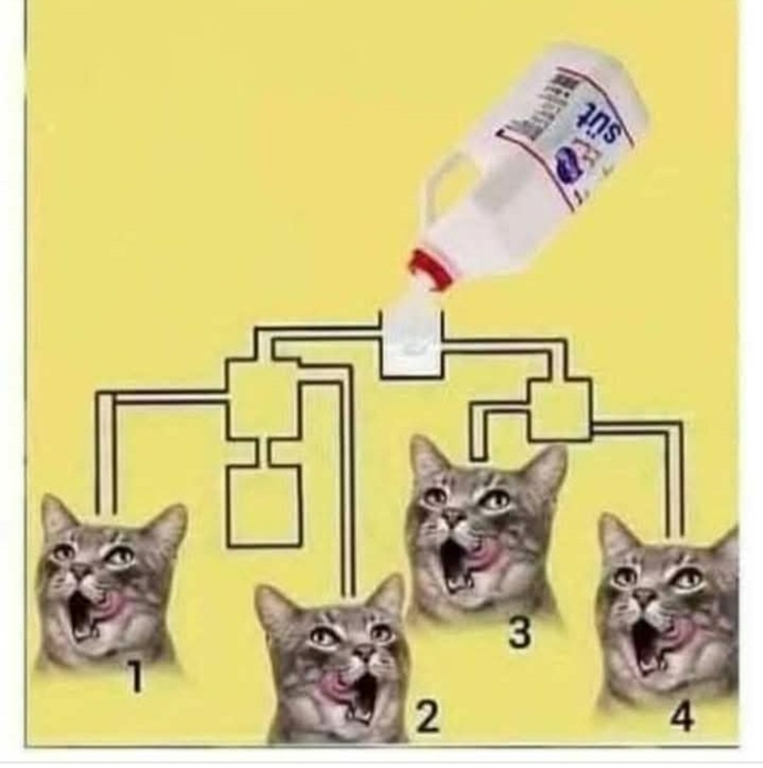 Hadi bakalım dikkat sorusu hangi kedi önce sütü içebilir sence?