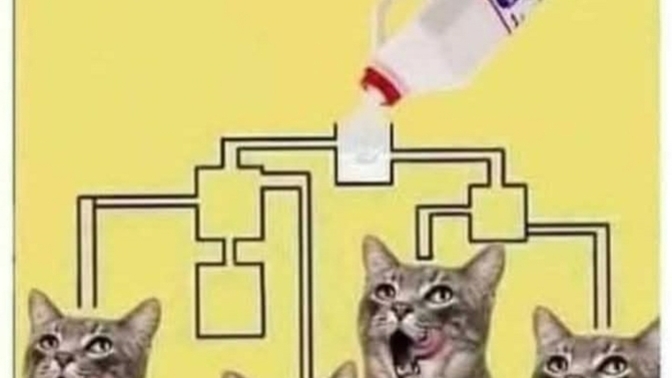 Hadi bakalım dikkat sorusu hangi kedi önce sütü içebilir sence?
