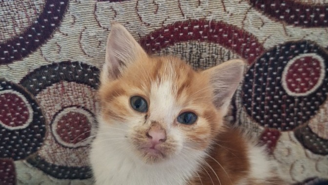 Bu velete isim arıyorum ve erkek kedi ben sahiplendim ismi ne olsun?