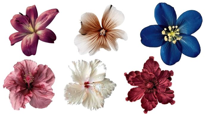 Bana hangi çiçeği anımsattığınızı söyliyimmi balböcüşleer💐?