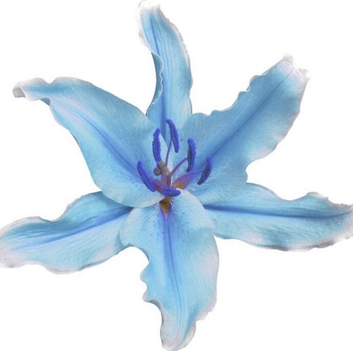 Bana hangi çiçeği anımsattığınızı söyliyimmi balböcüşleer💐?