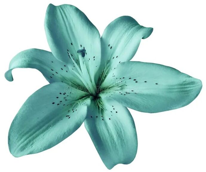 Bana hangi çiçeği anımsattığınızı söyliyimmi balböcüşleer💐?