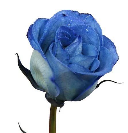 Bana hangi çiçeği anımsattığınızı söyliyimmi balböcüşleer💐?
