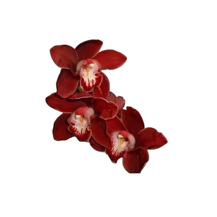 Bana hangi çiçeği anımsattığınızı söyliyimmi balböcüşleer💐?