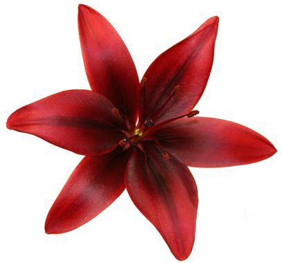 Bana hangi çiçeği anımsattığınızı söyliyimmi balböcüşleer💐?