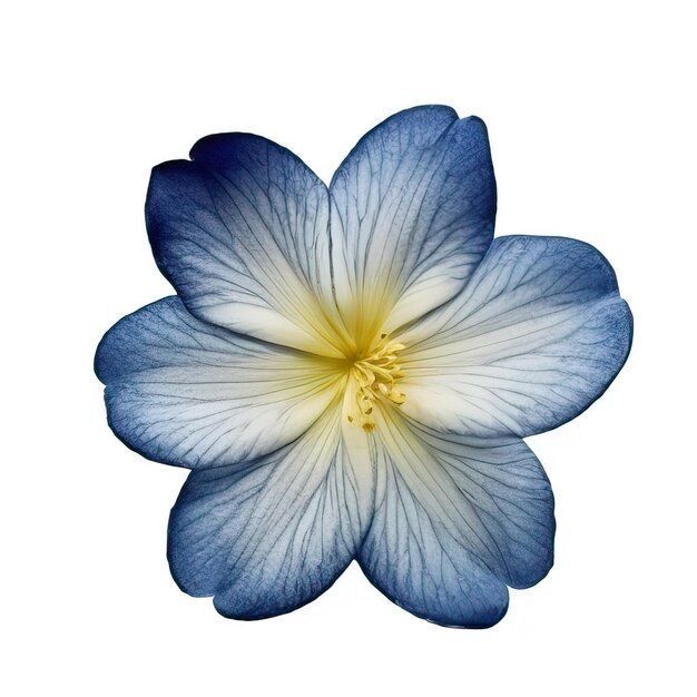 Bana hangi çiçeği anımsattığınızı söyliyimmi balböcüşleer💐?