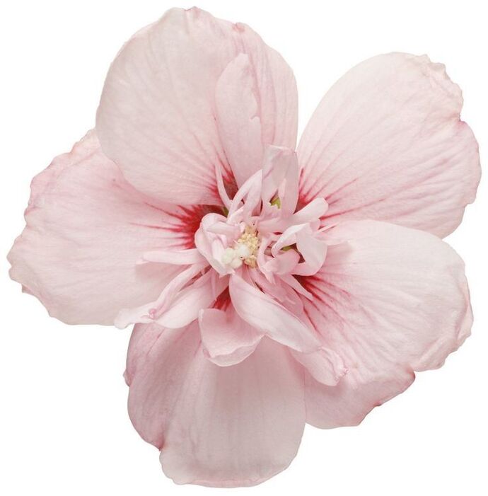 Bana hangi çiçeği anımsattığınızı söyliyimmi balböcüşleer💐?