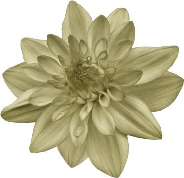 Bana hangi çiçeği anımsattığınızı söyliyimmi balböcüşleer💐?
