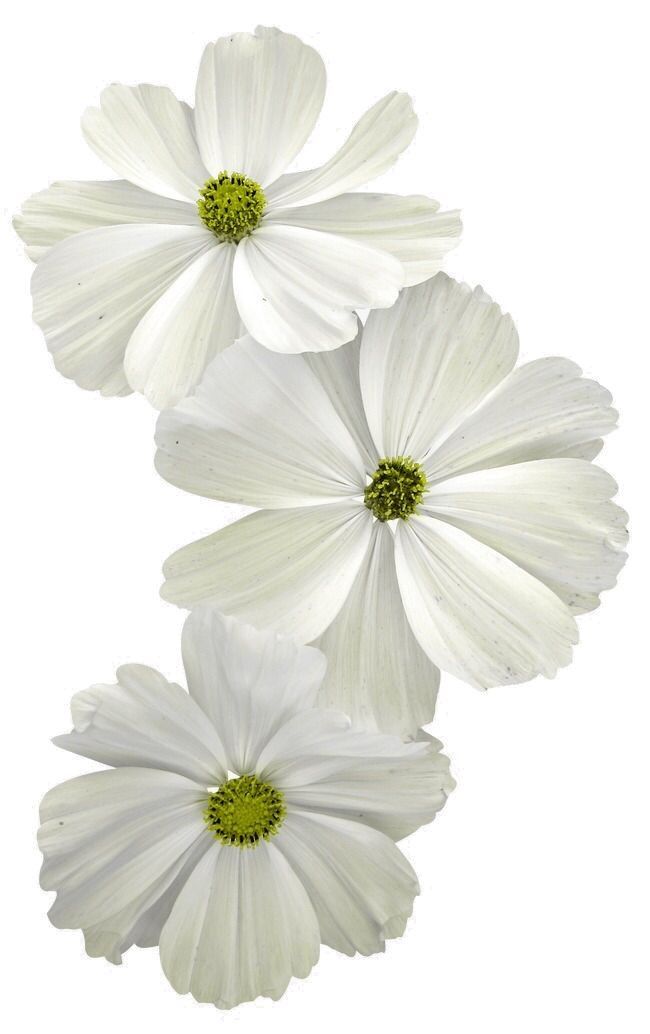 Bana hangi çiçeği anımsattığınızı söyliyimmi balböcüşleer💐?