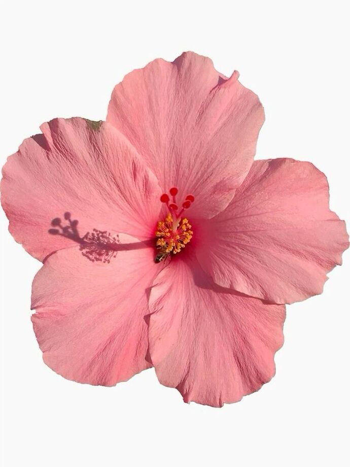 Bana hangi çiçeği anımsattığınızı söyliyimmi balböcüşleer💐?