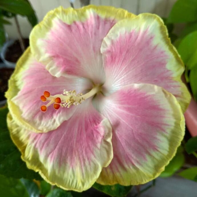 Bana hangi çiçeği anımsattığınızı söyliyimmi balböcüşleer💐?