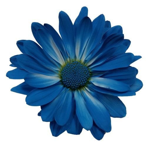 Bana hangi çiçeği anımsattığınızı söyliyimmi balböcüşleer💐?