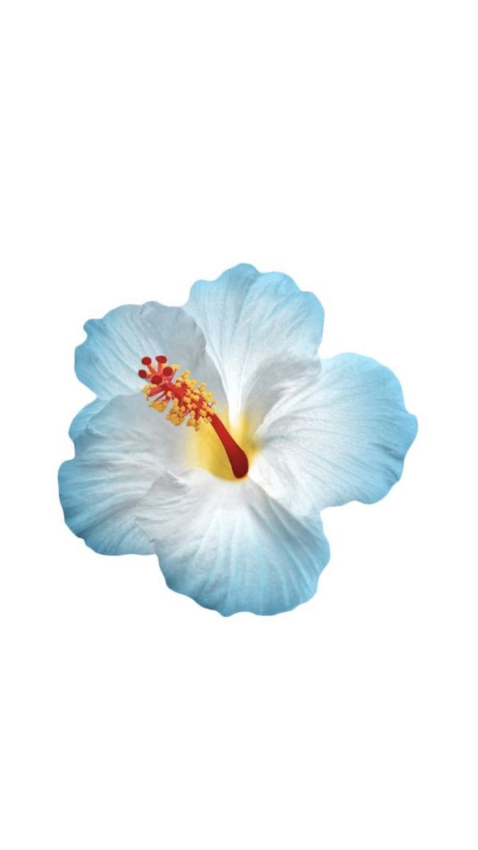 Bana hangi çiçeği anımsattığınızı söyliyimmi balböcüşleer💐?