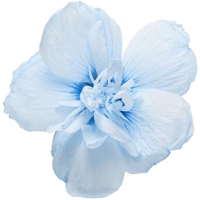 Bana hangi çiçeği anımsattığınızı söyliyimmi balböcüşleer💐?