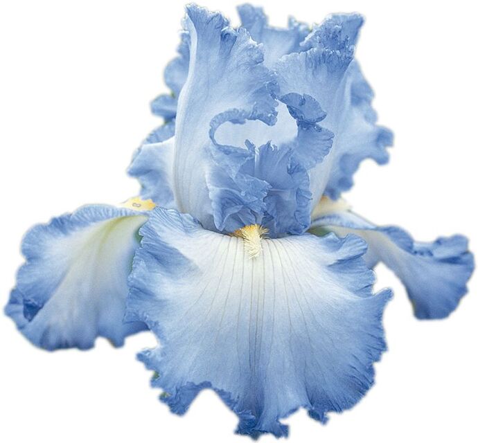 Bana hangi çiçeği anımsattığınızı söyliyimmi balböcüşleer💐?