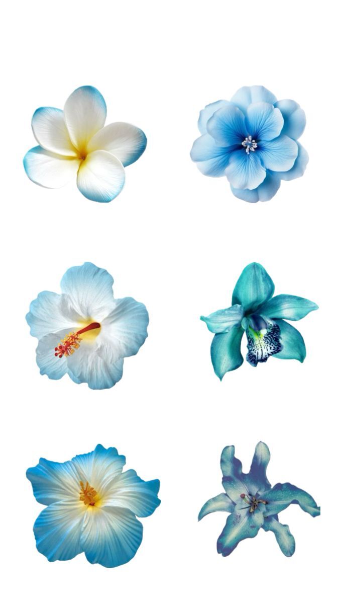 Bana hangi çiçeği anımsattığınızı söyliyimmi balböcüşleer💐?