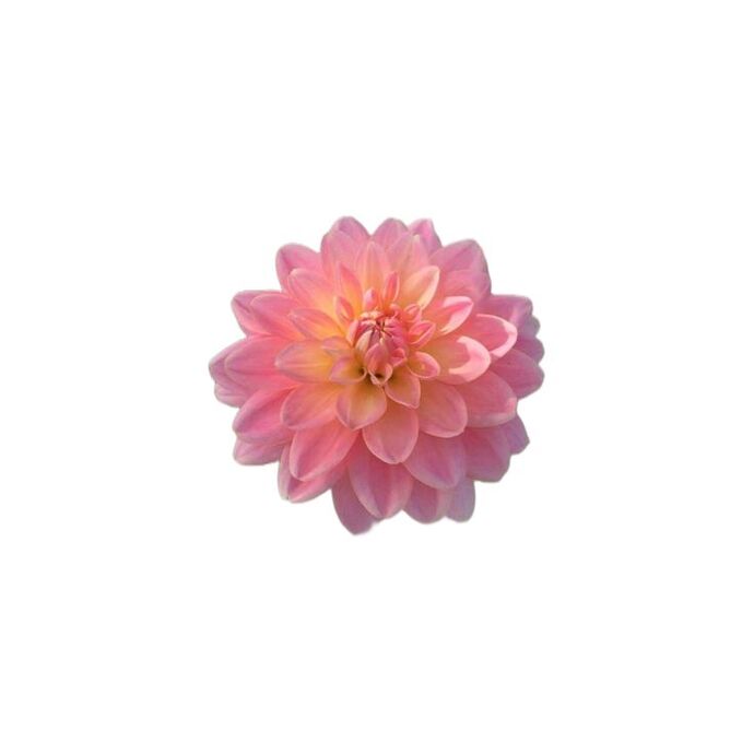 Bana hangi çiçeği anımsattığınızı söyliyimmi balböcüşleer💐?