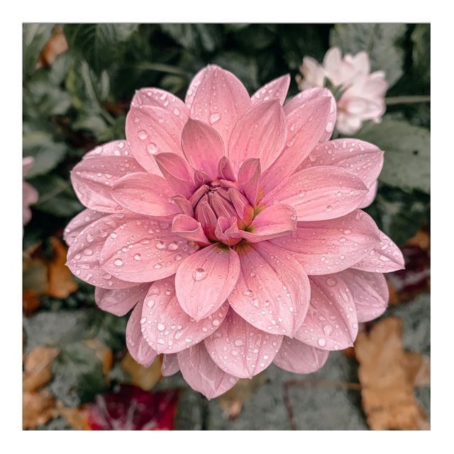 Bana hangi çiçeği anımsattığınızı söyliyimmi balböcüşleer💐?