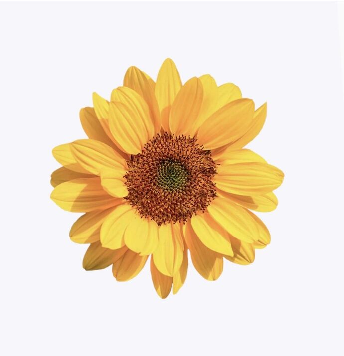 Bana hangi çiçeği anımsattığınızı söyliyimmi balböcüşleer💐?