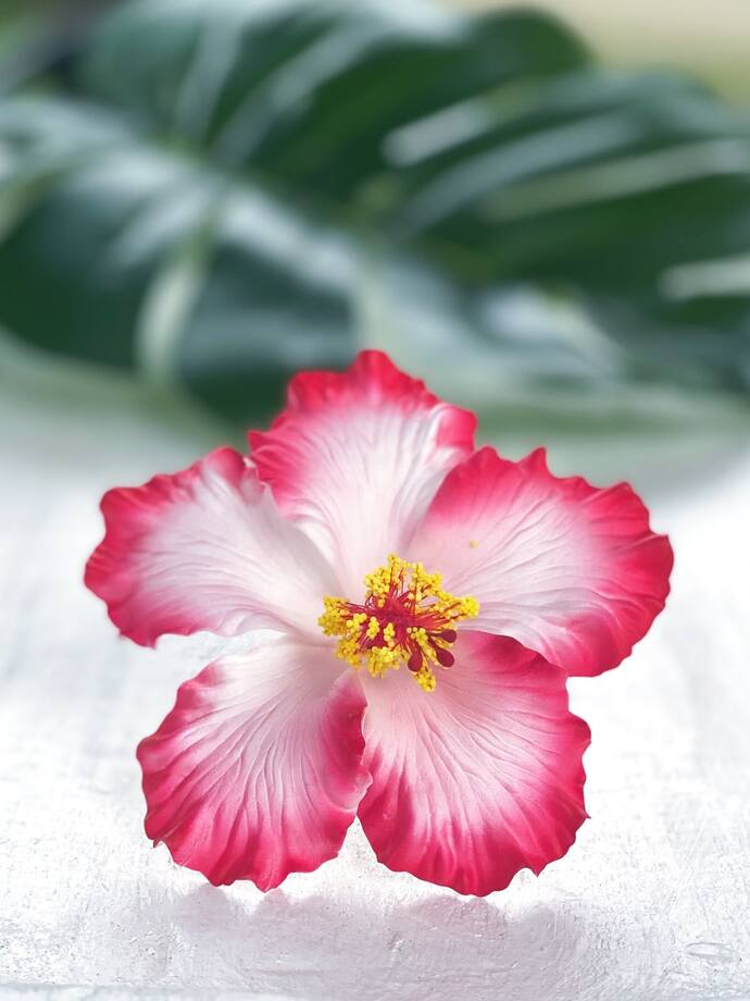 Bana hangi çiçeği anımsattığınızı söyliyimmi balböcüşleer💐?