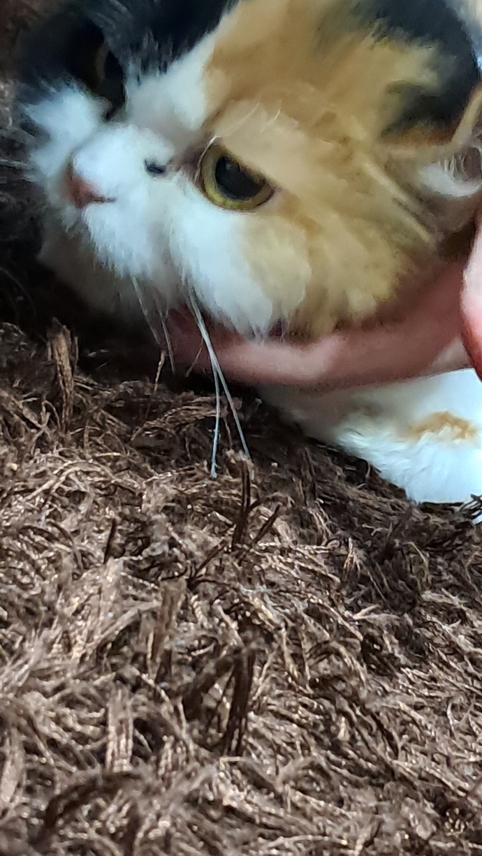 Kedi nasıl 🙊tatlı mı?
