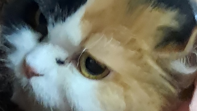 Kedi nasıl 🙊tatlı mı?