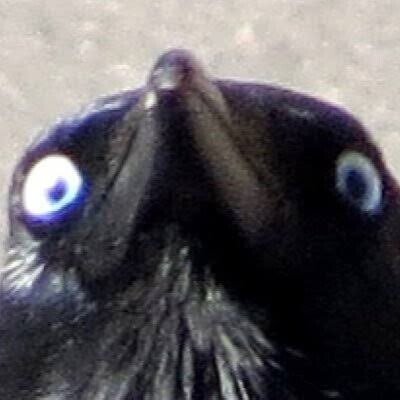 Profilinize göre aklımıza gelen hayvan görselleri paylaşmamızı ister misiniz🐙🐣🫧🦄?
