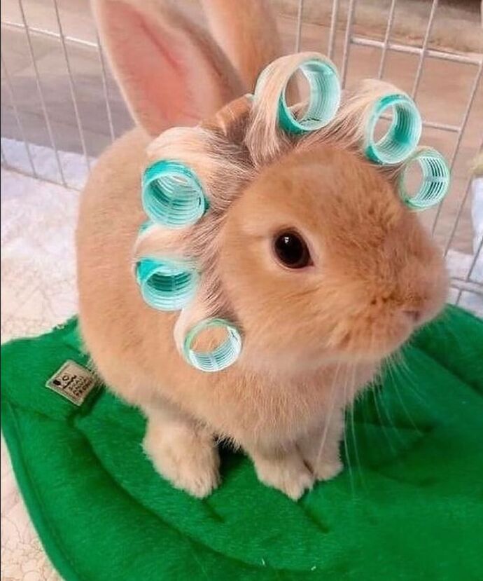 Profilinize göre aklımıza gelen hayvan görselleri paylaşmamızı ister misiniz🐙🐣🫧🦄?