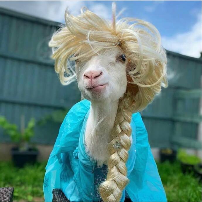 Profilinize göre aklımıza gelen hayvan görselleri paylaşmamızı ister misiniz🐙🐣🫧🦄?