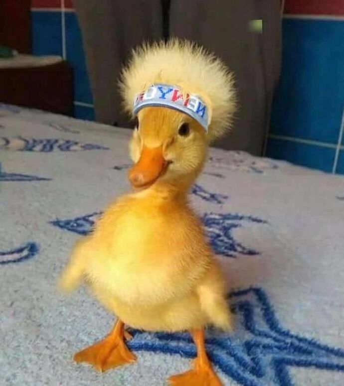 Profilinize göre aklımıza gelen hayvan görselleri paylaşmamızı ister misiniz🐙🐣🫧🦄?