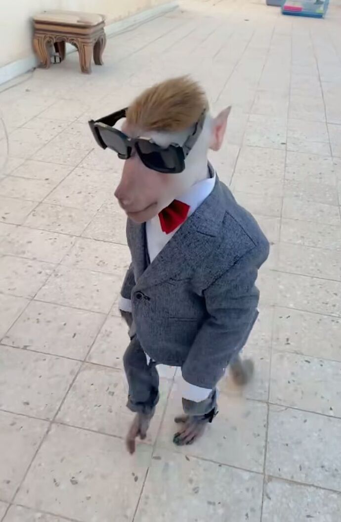 Profilinize göre aklımıza gelen hayvan görselleri paylaşmamızı ister misiniz🐙🐣🫧🦄?