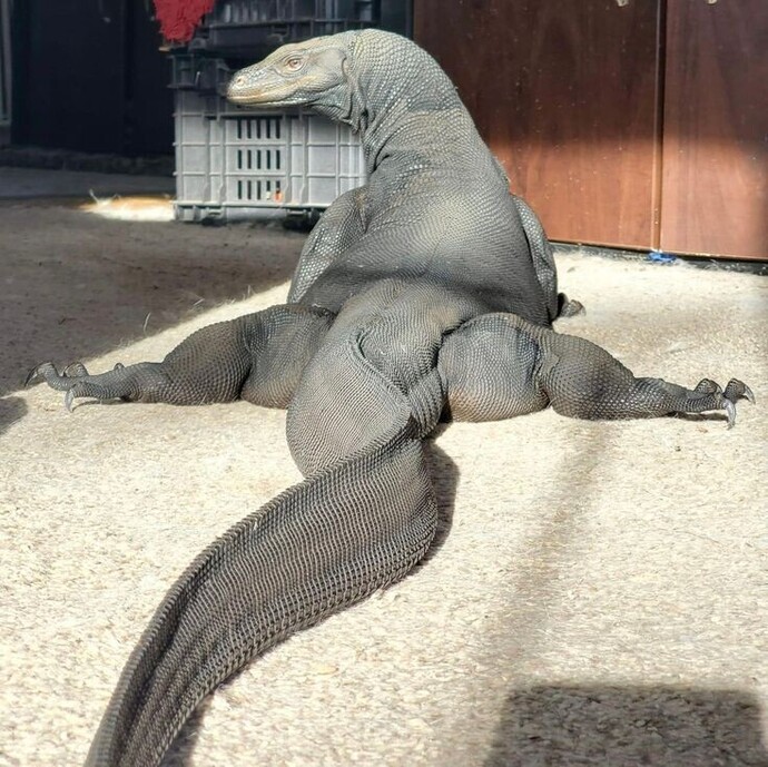 Profilinize göre aklımıza gelen hayvan görselleri paylaşmamızı ister misiniz🐙🐣🫧🦄?