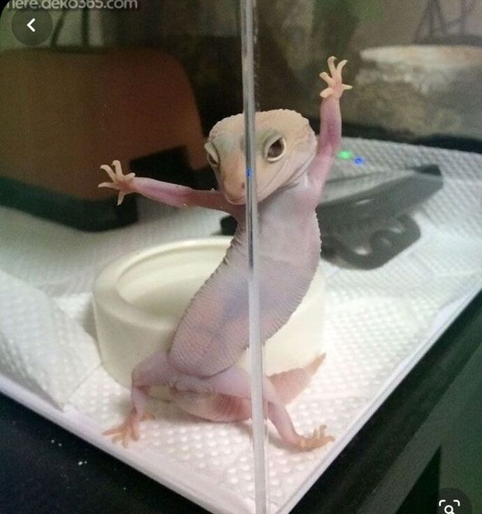 Profilinize göre aklımıza gelen hayvan görselleri paylaşmamızı ister misiniz🐙🐣🫧🦄?