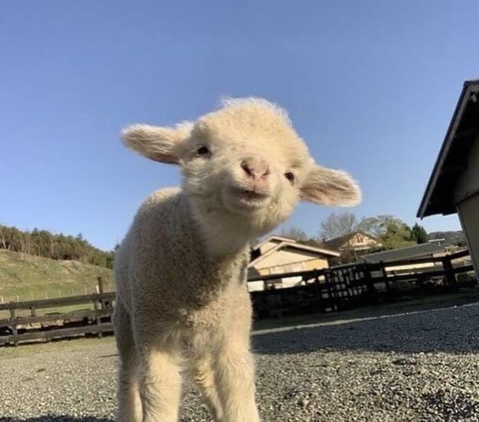 Profilinize göre aklımıza gelen hayvan görselleri paylaşmamızı ister misiniz🐙🐣🫧🦄?