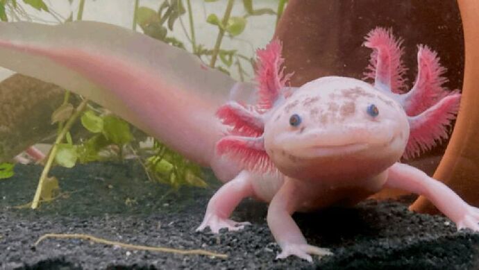Profilinize göre aklımıza gelen hayvan görselleri paylaşmamızı ister misiniz🐙🐣🫧🦄?