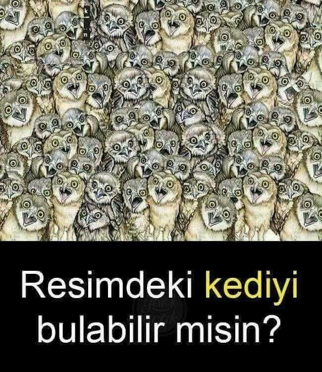 Resimdeki kediyi bulabilir misiniz?