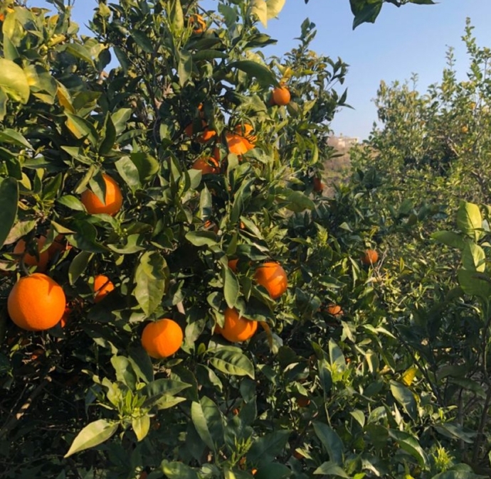 Ne tür parfüm kokusunu seviyorsunuz?