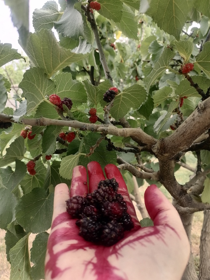 Ekşi dut diğer bir adıyla kara dut