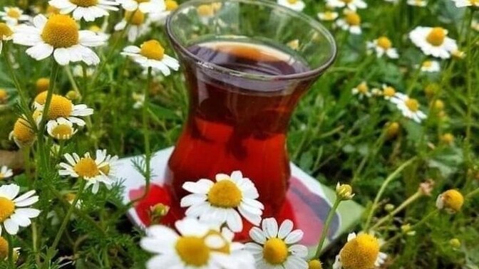 Hangi bitki içeceği enerjik yapar?