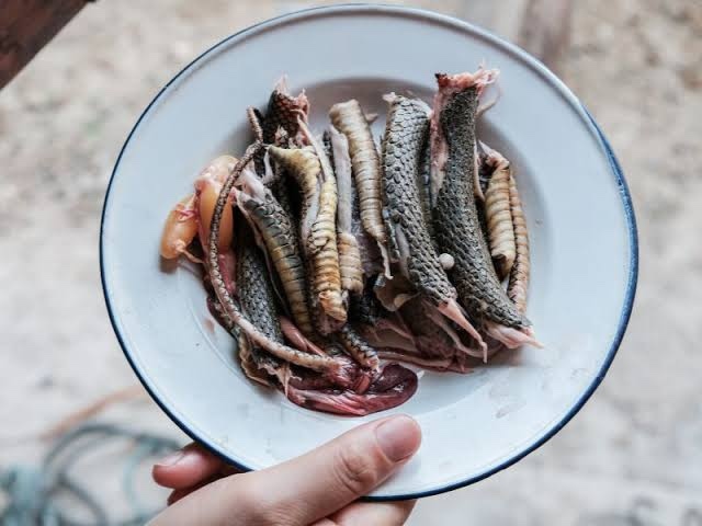 Yılan eti sever misiniz?